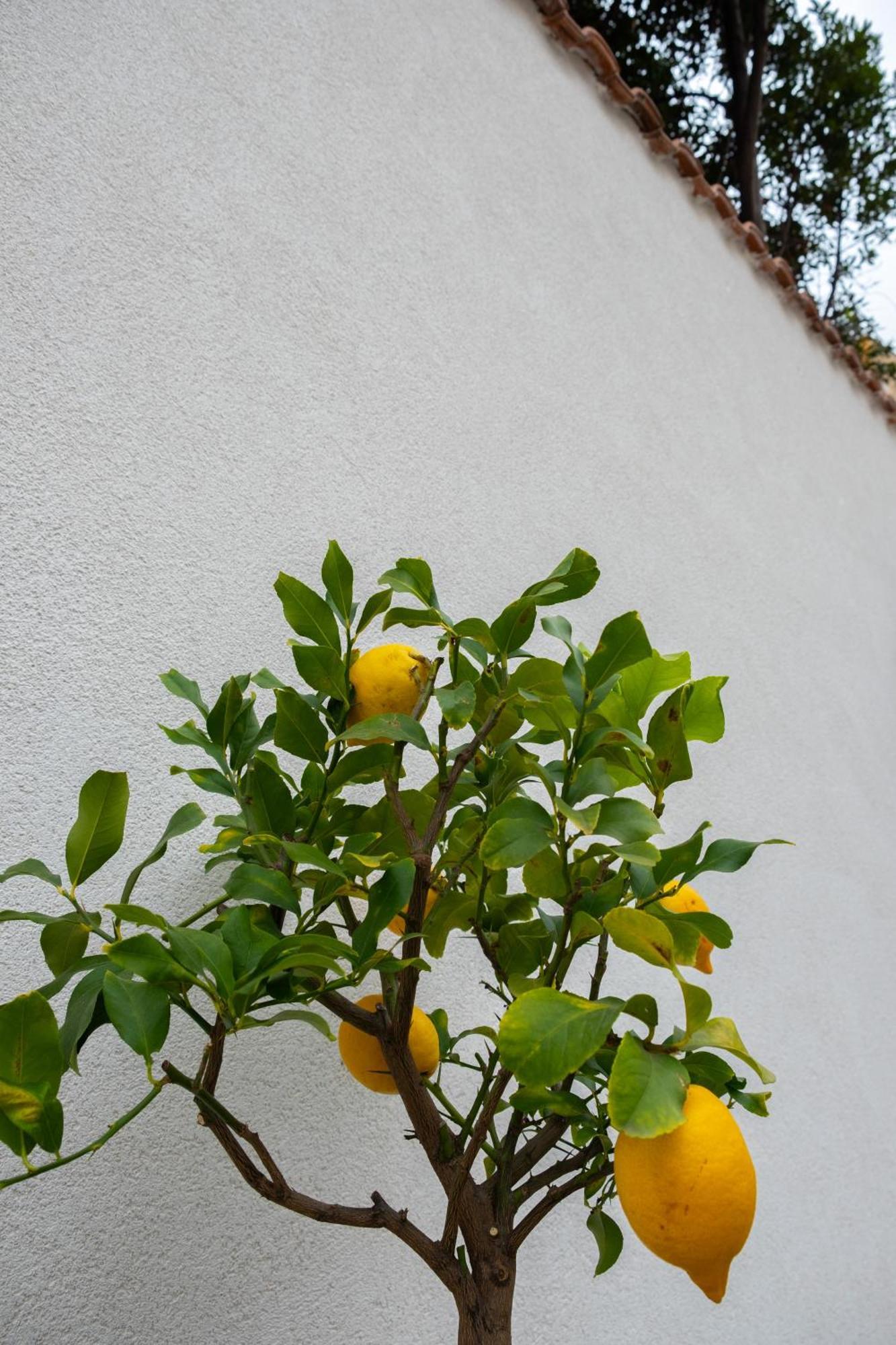 Cedros Apartment Palermo Bagian luar foto